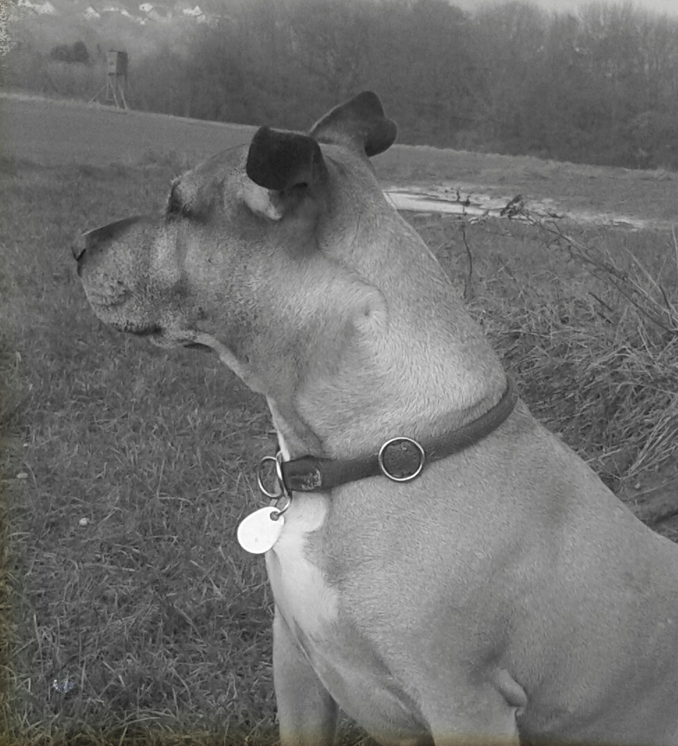 Mausi