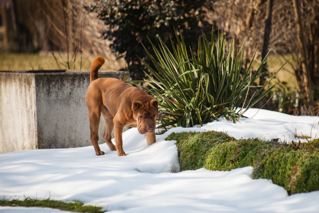 Elvis im Garten 1