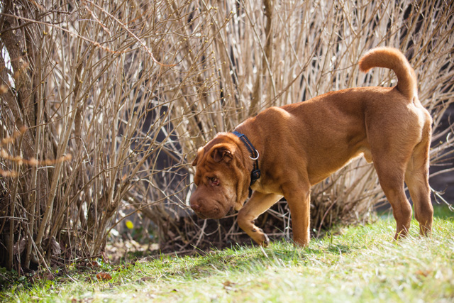 Elvis im Garten 1