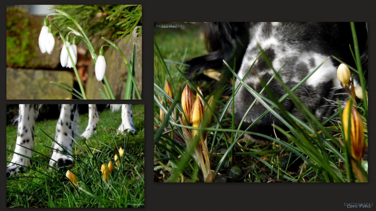 Hallo Frühling