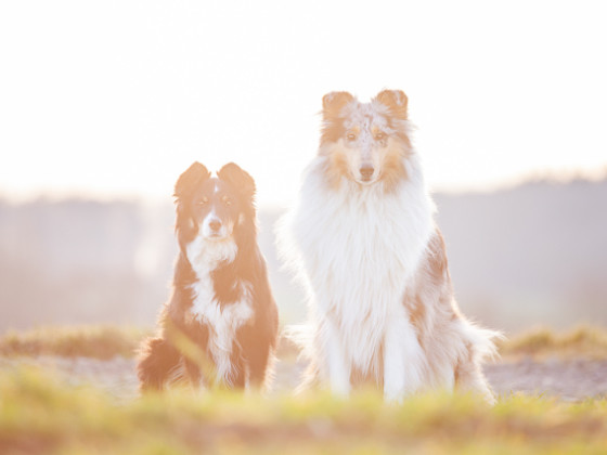 Die Hundemädchen im Sonnenuntergang