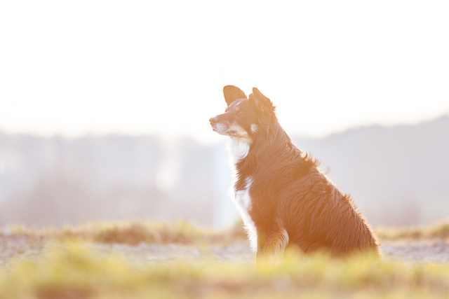 Maggy im Sonnenlicht