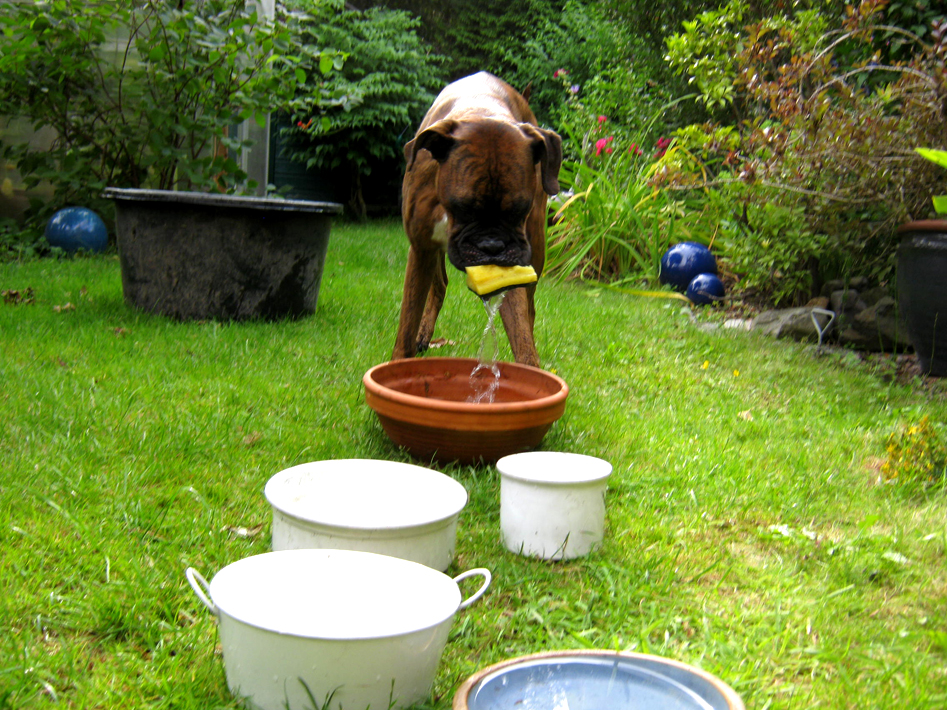 Sommer 2014 - Wasserübungen2 (da war der Schwamm dem Hund etwas zu nass :D)