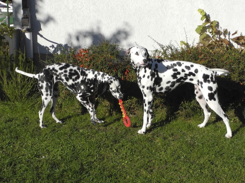 Sara und Lilu im Garten