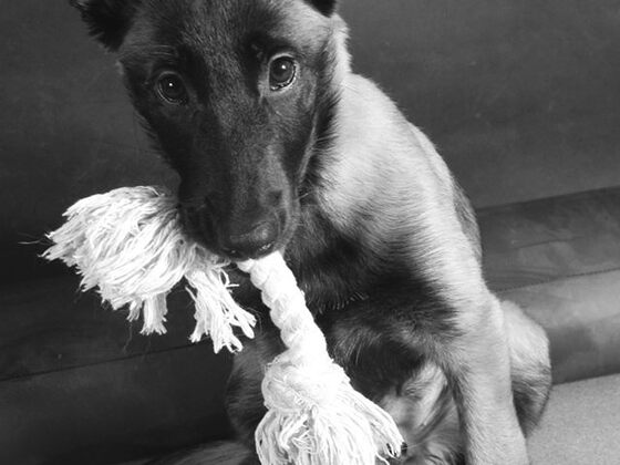 Pepper in Black/White