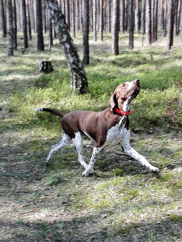 Pici in Action , dabei soll sie doch garnicht arbeiten..... :-)