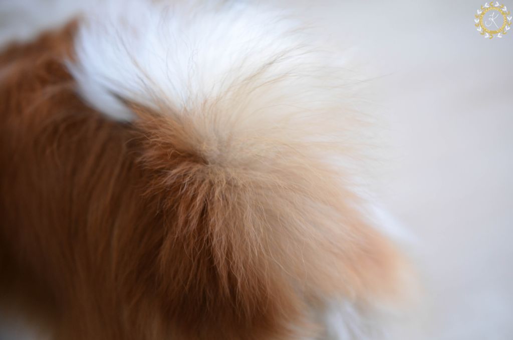 Der Beweis: eine flauschige Spitzansicht