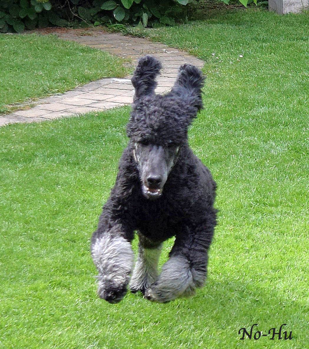 Cooper, frisch geschoren