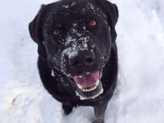 Cooper im Schnee