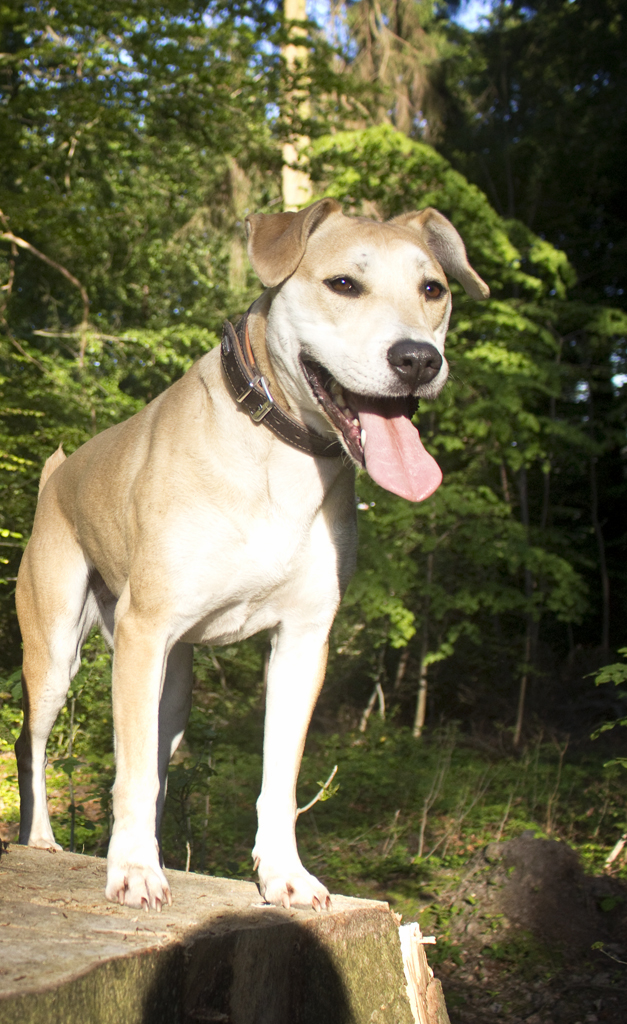 Rosine im Wald