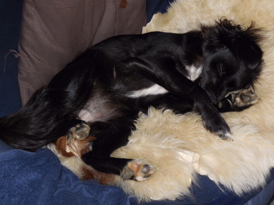 Roxy--  die etwas andere Art zu schlafen !
