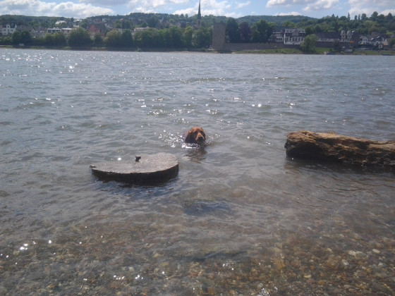 Erfrischendes Bad im Rhein:-))