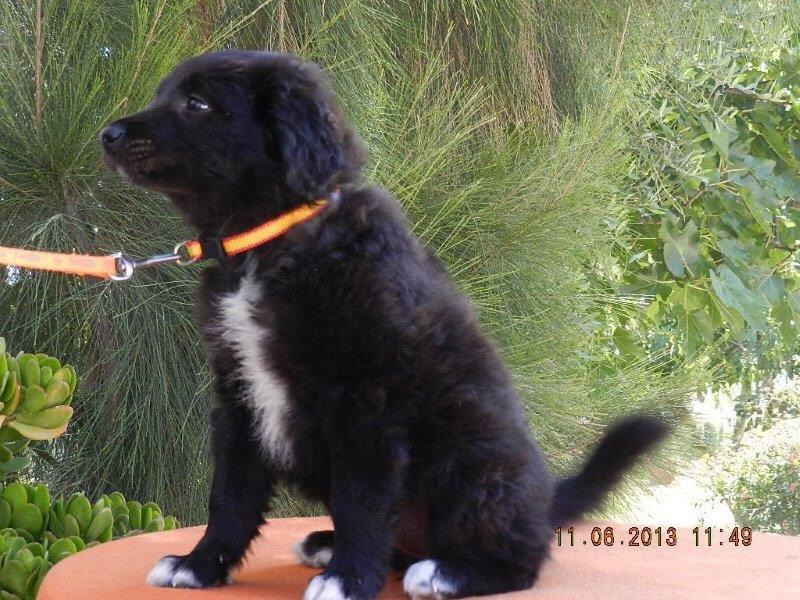 Roxy als Welpe