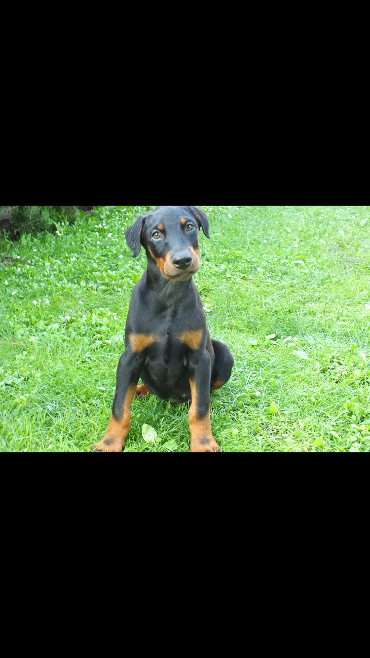 Dobermann Welpe kira