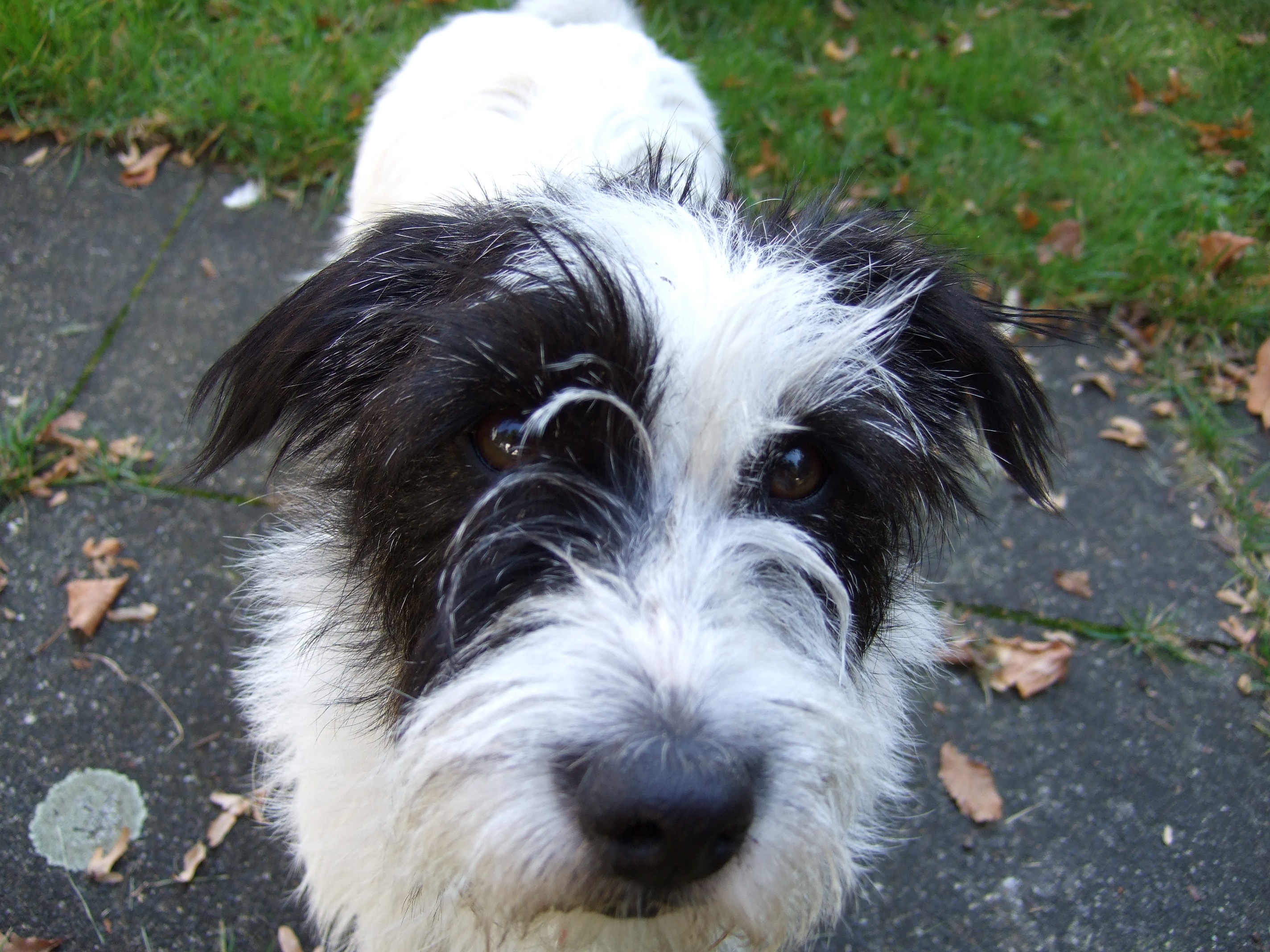 Flora der Terrorterrier