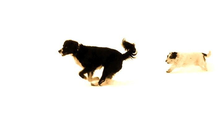 Rex und Flora im Schnee