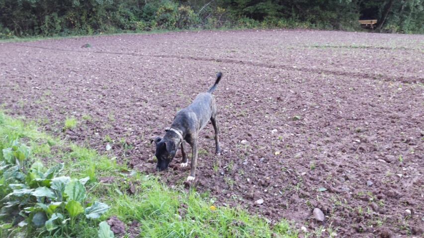 Milo liebt das Feld