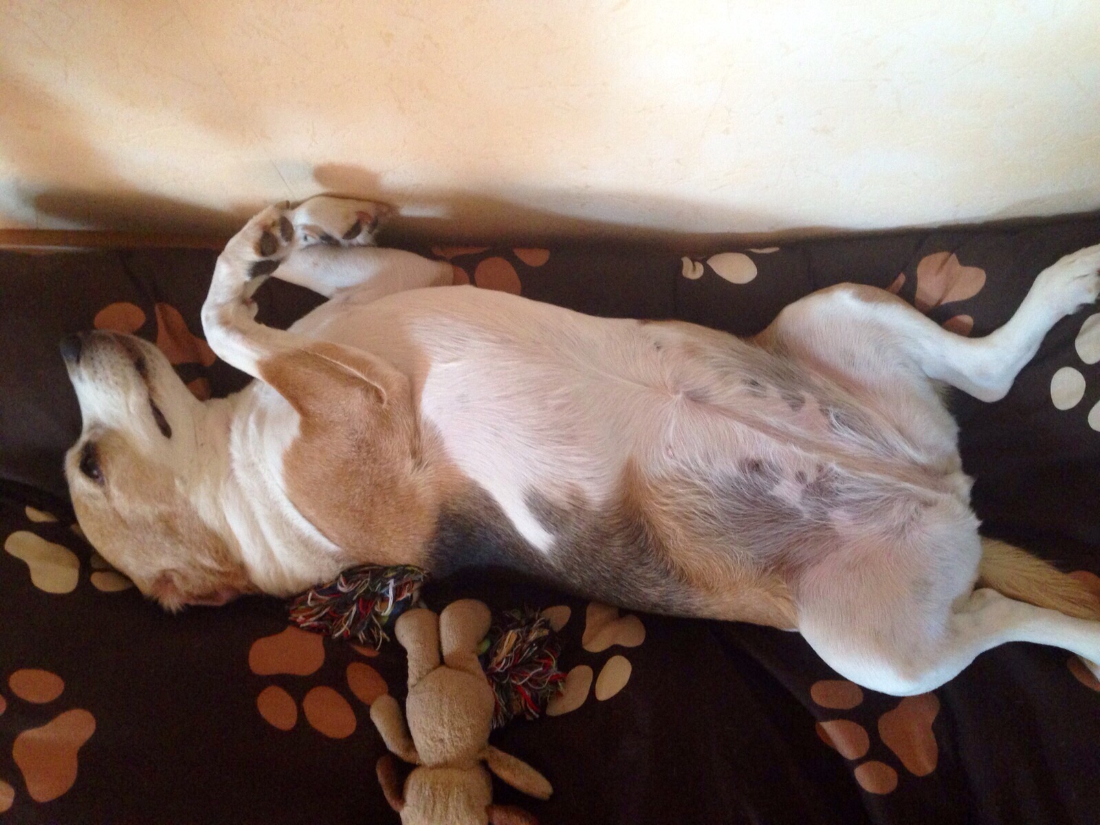 Trixi fühlt sich wohl