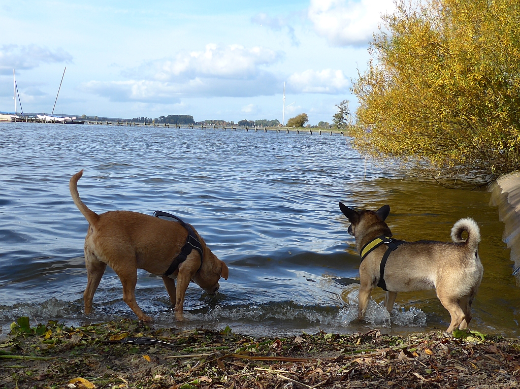 Am Hundestrand