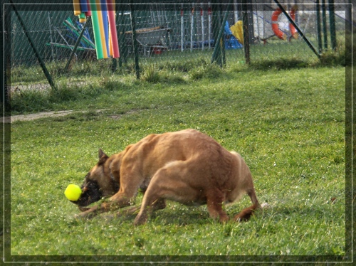 Ball fangen