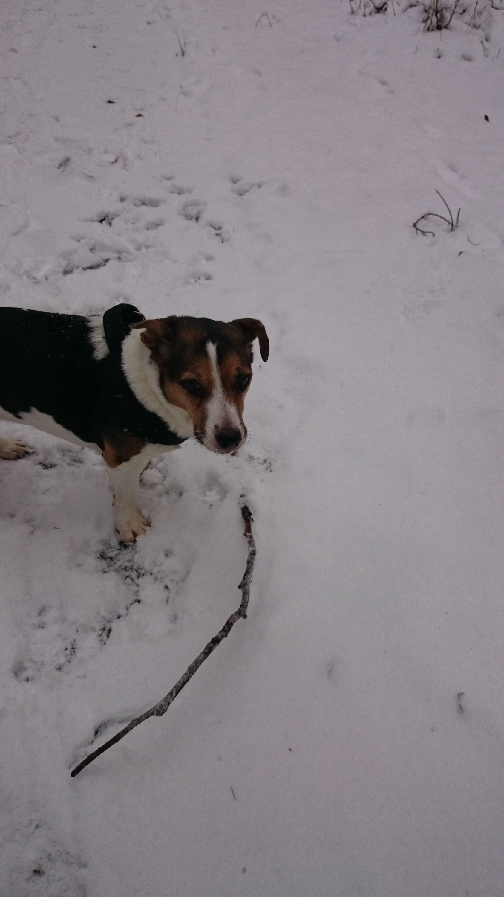 Schnee, Stöckchen...alles gut