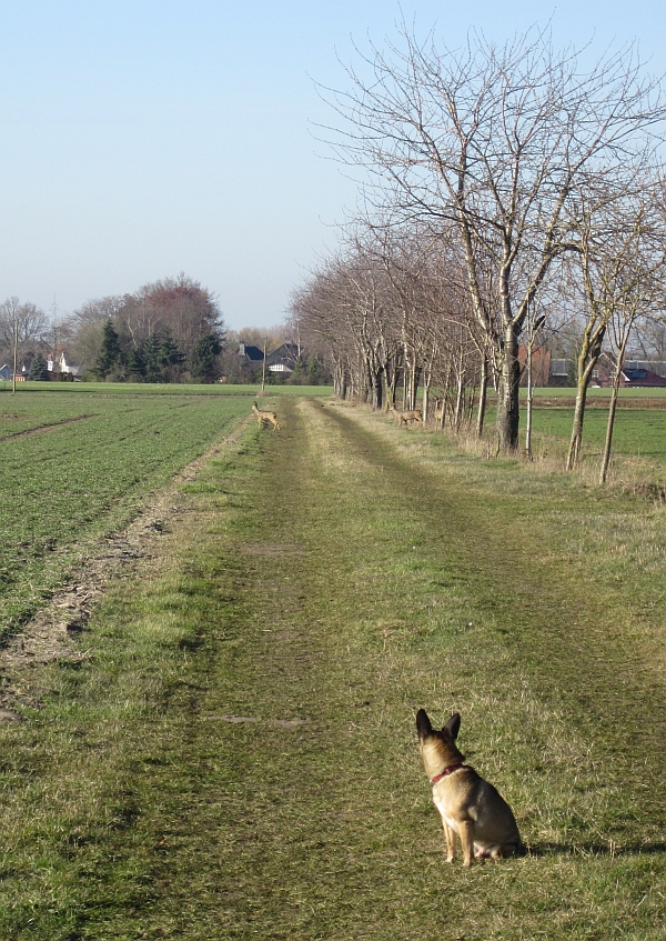 Crazy und die Rehe