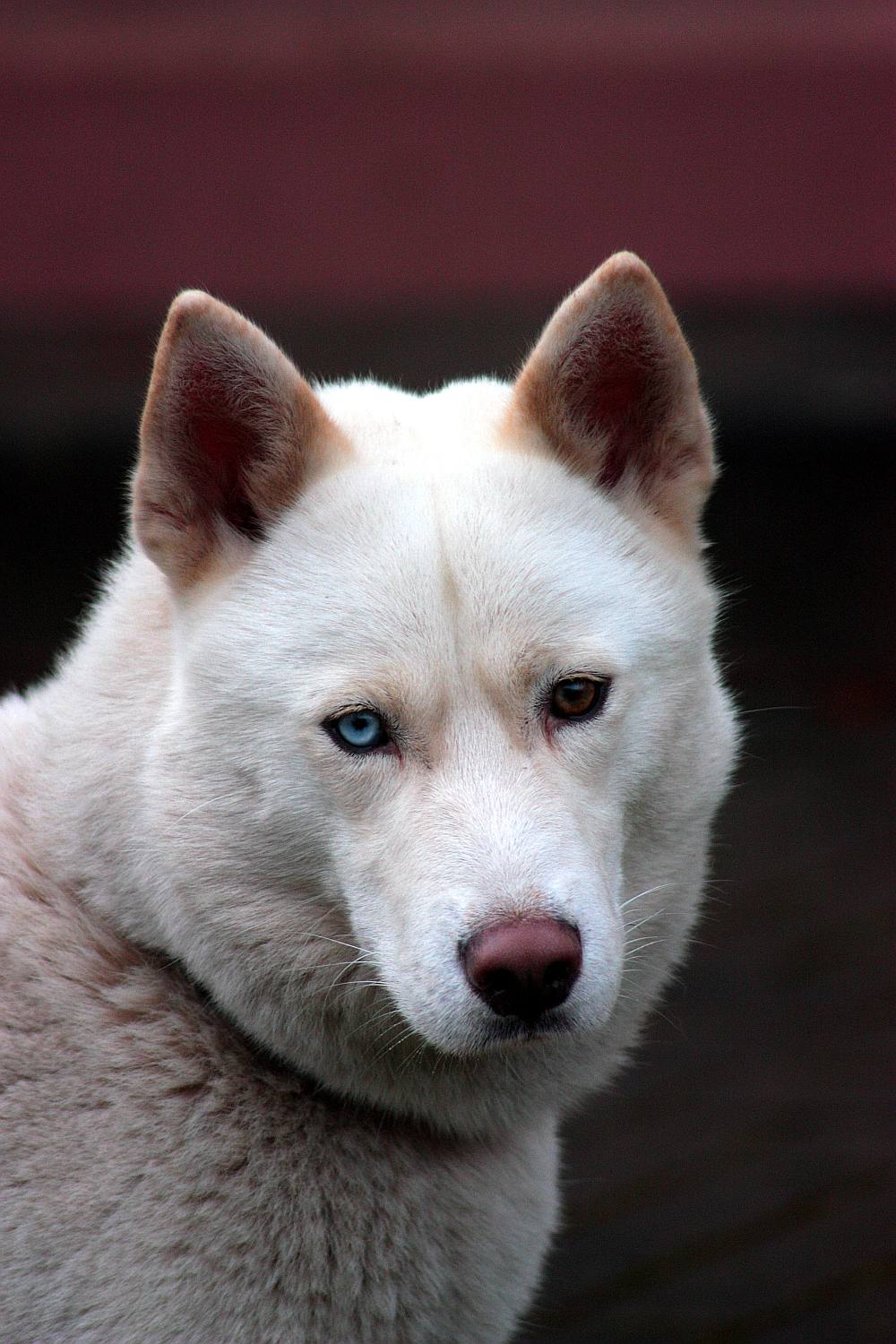 Koda vor dem Lauf in Reisenbach