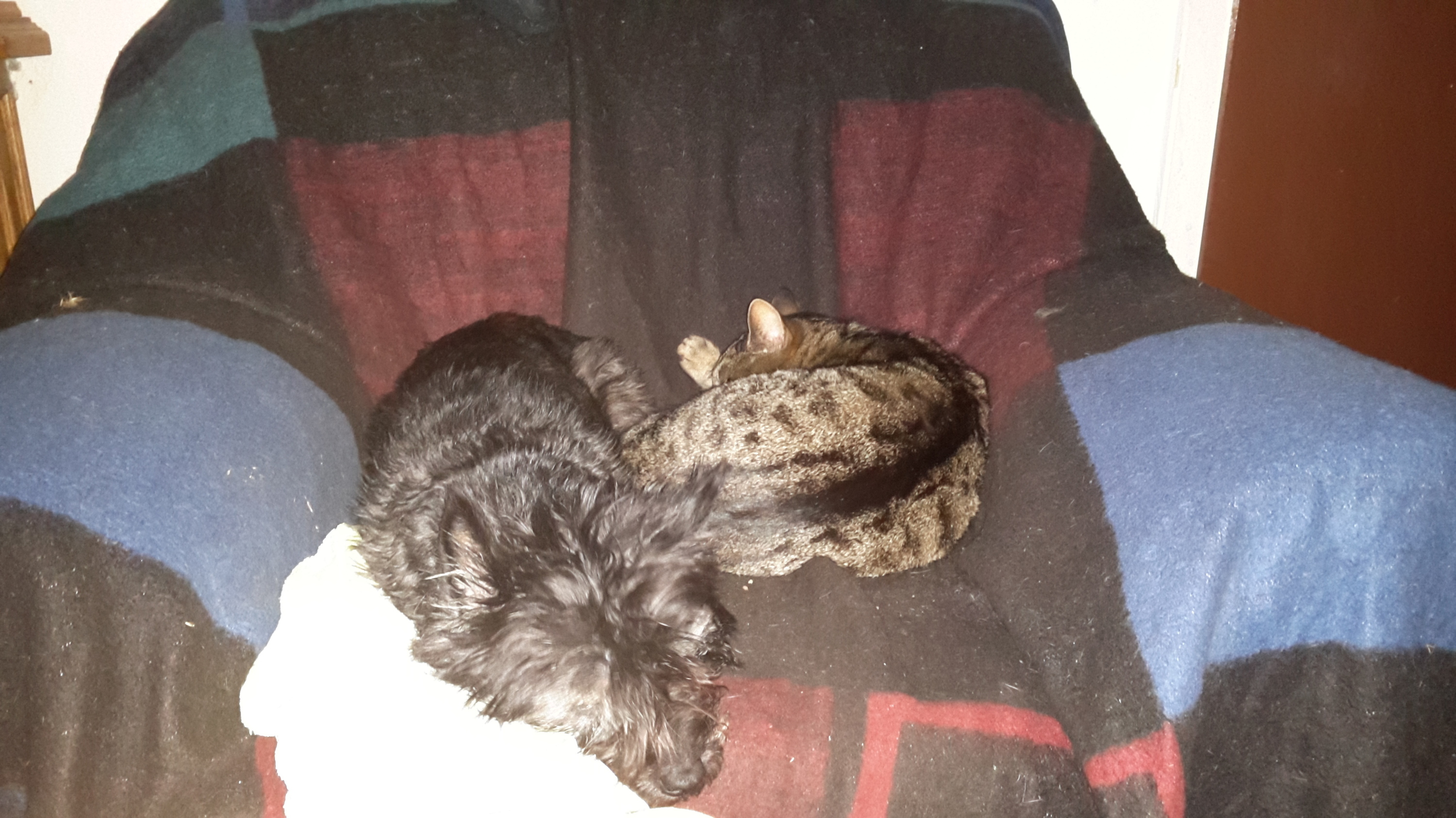 Molly & Timmy - ein Herz und eine Seele