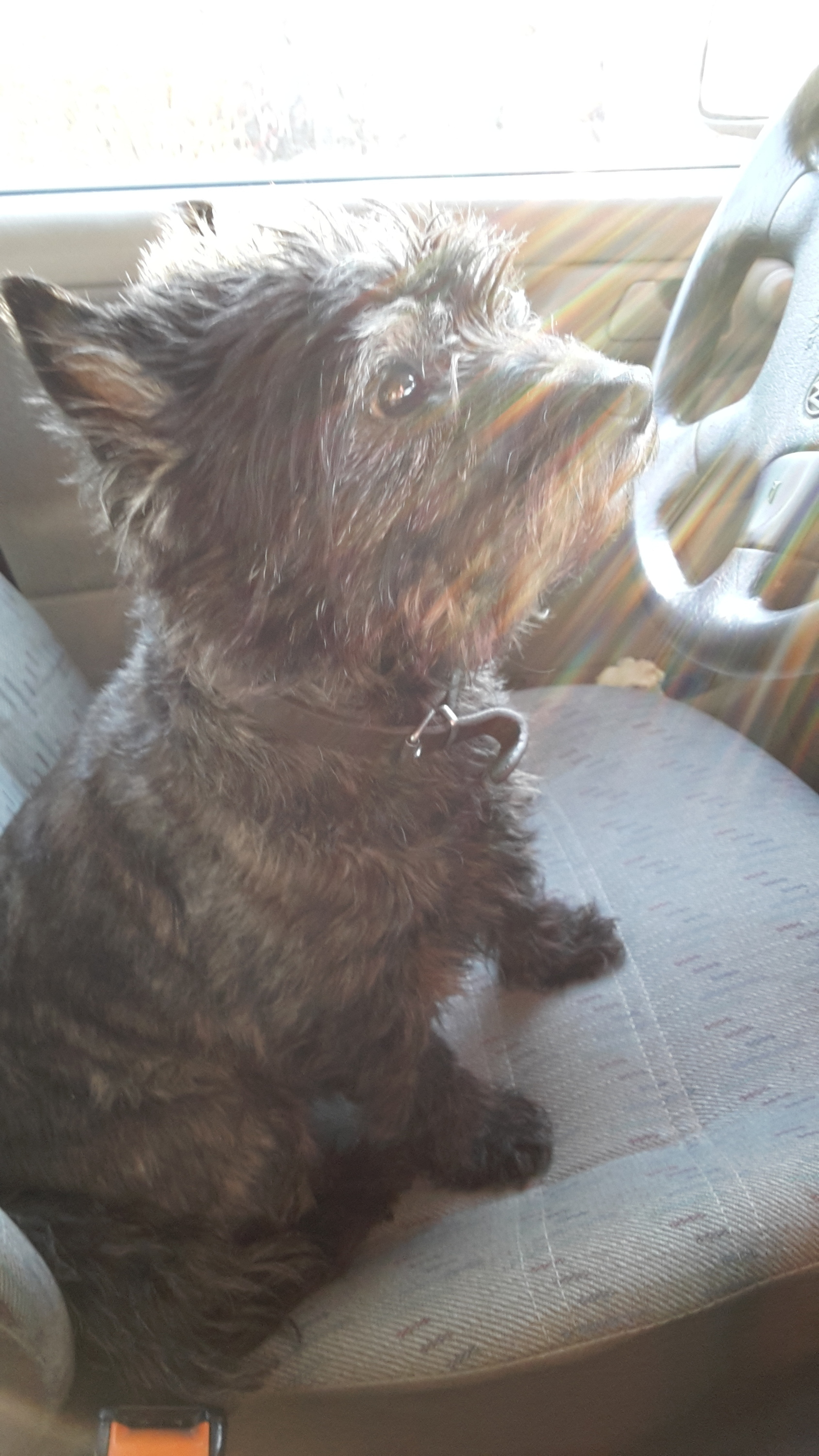 Der geborene Autofahrer :'D