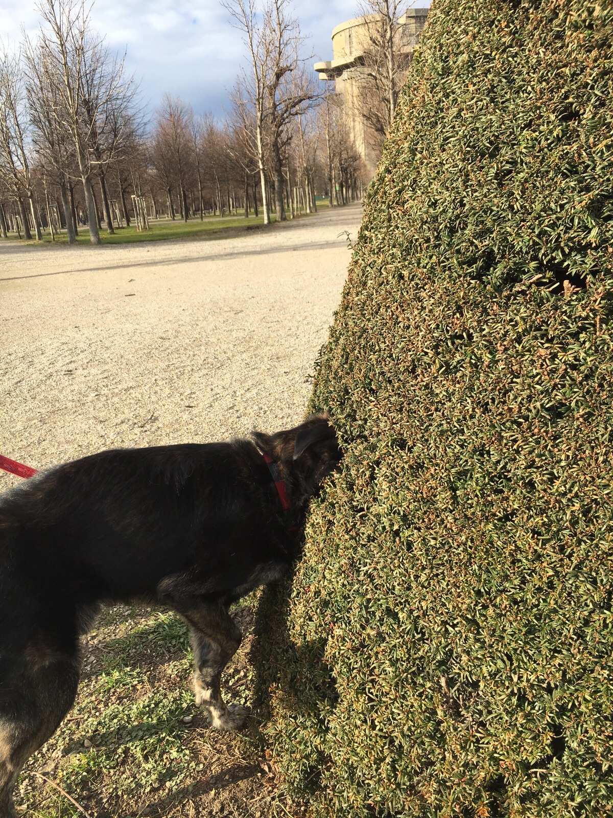 Floppi probiert sich zu verstecken hihi !!