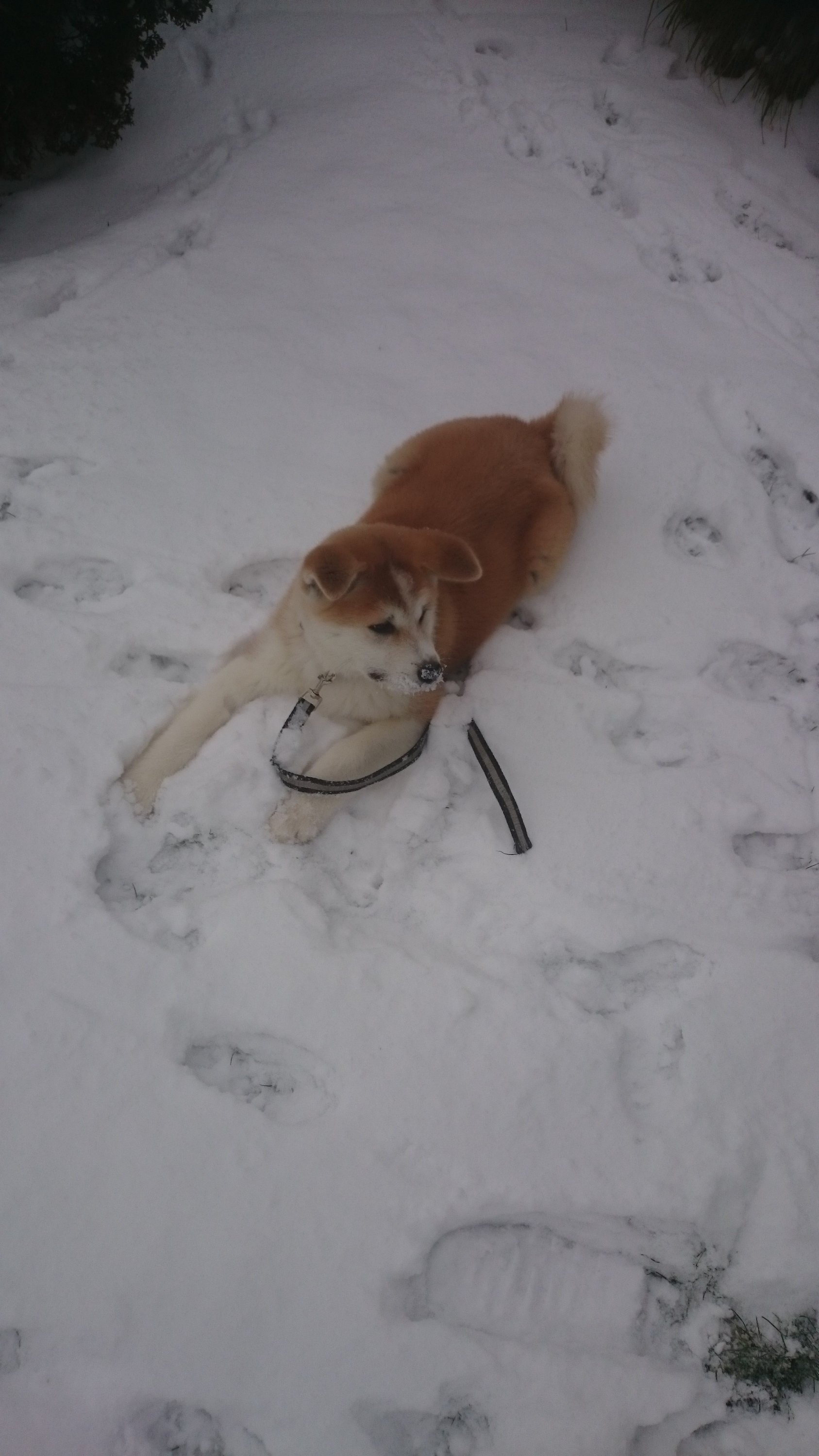 Ihr erster Schnee