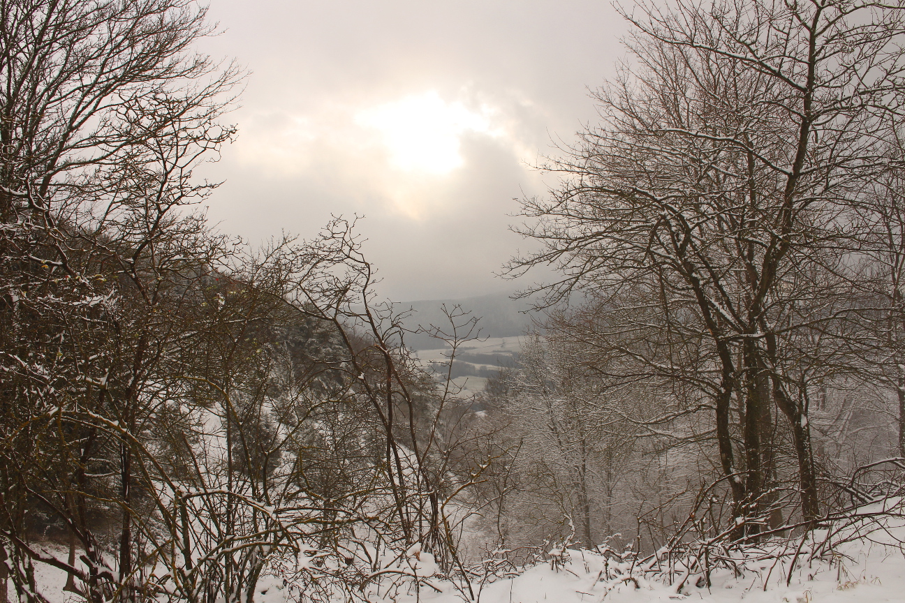 Winterwunderwald