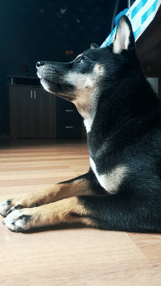 Toffie's blick in die Wolken.