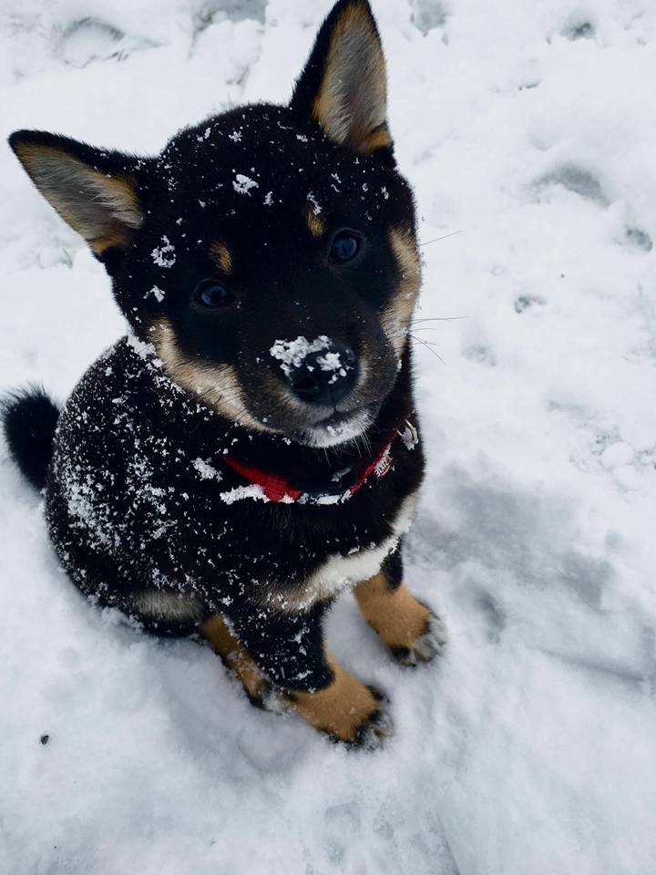 Toofies erster Schnee.