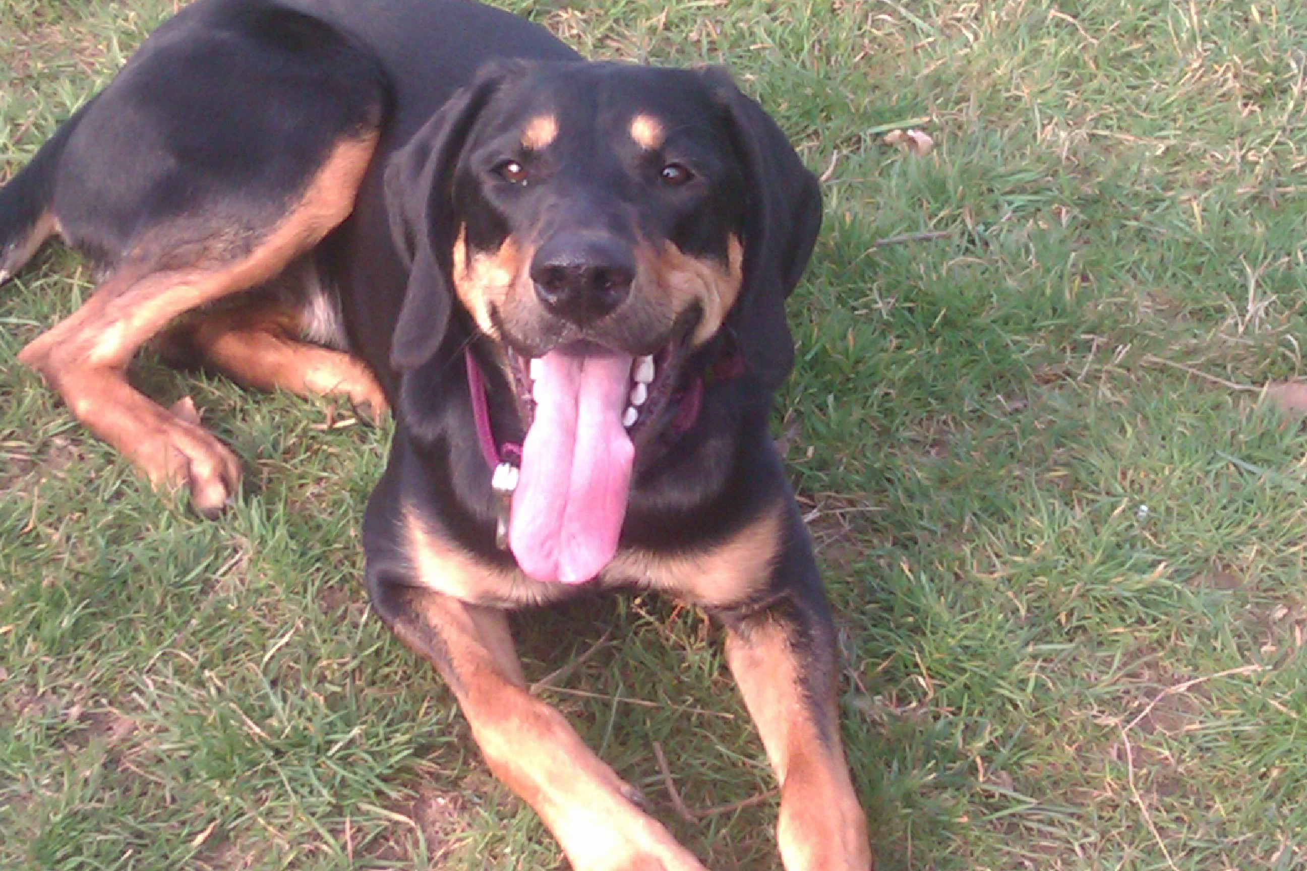 Ich bin Zufrieden mit dir Herrschen...