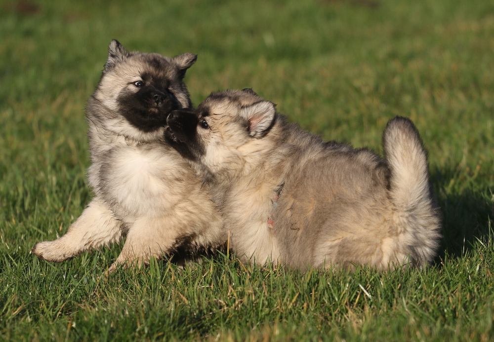 Ada und Ashes