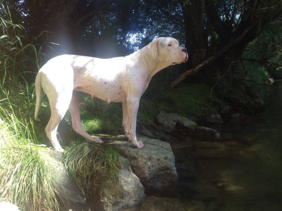 dogo argentino