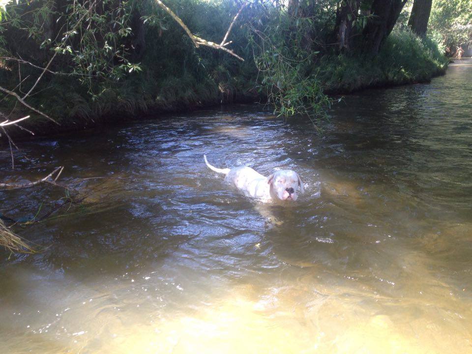 schöne Abkühlung dogo