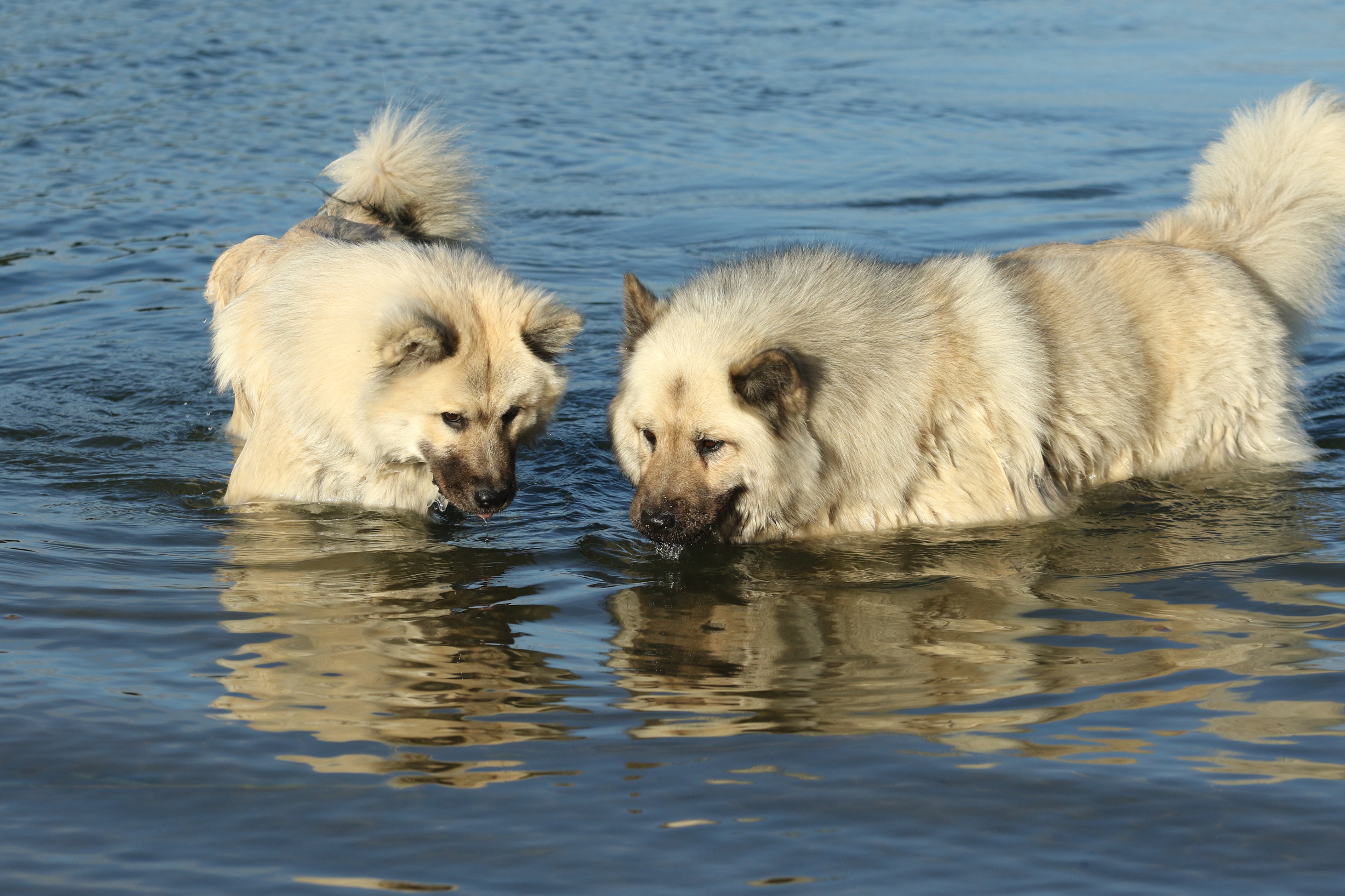 Bella und Ada