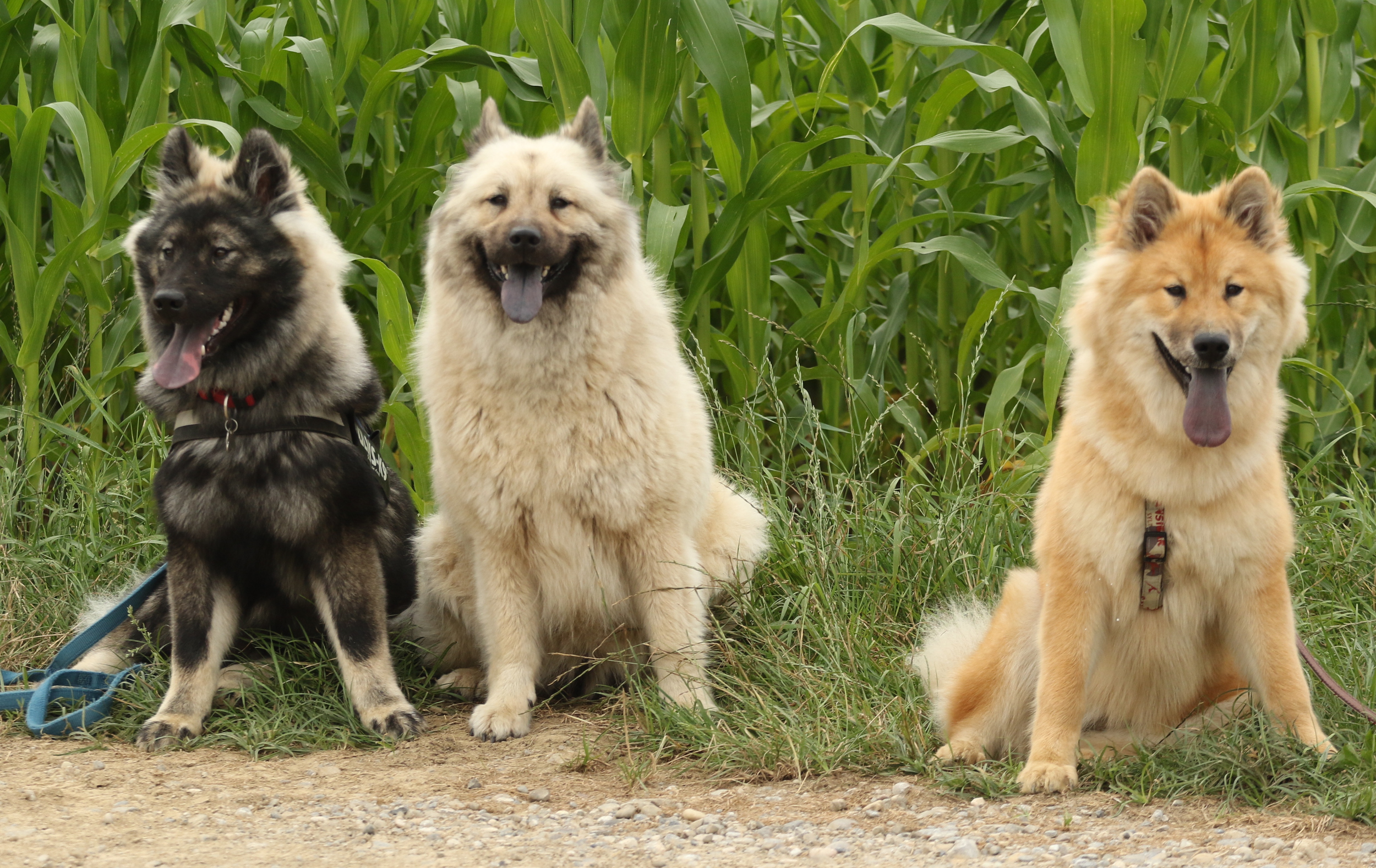 Bella mit Ayko und Anny