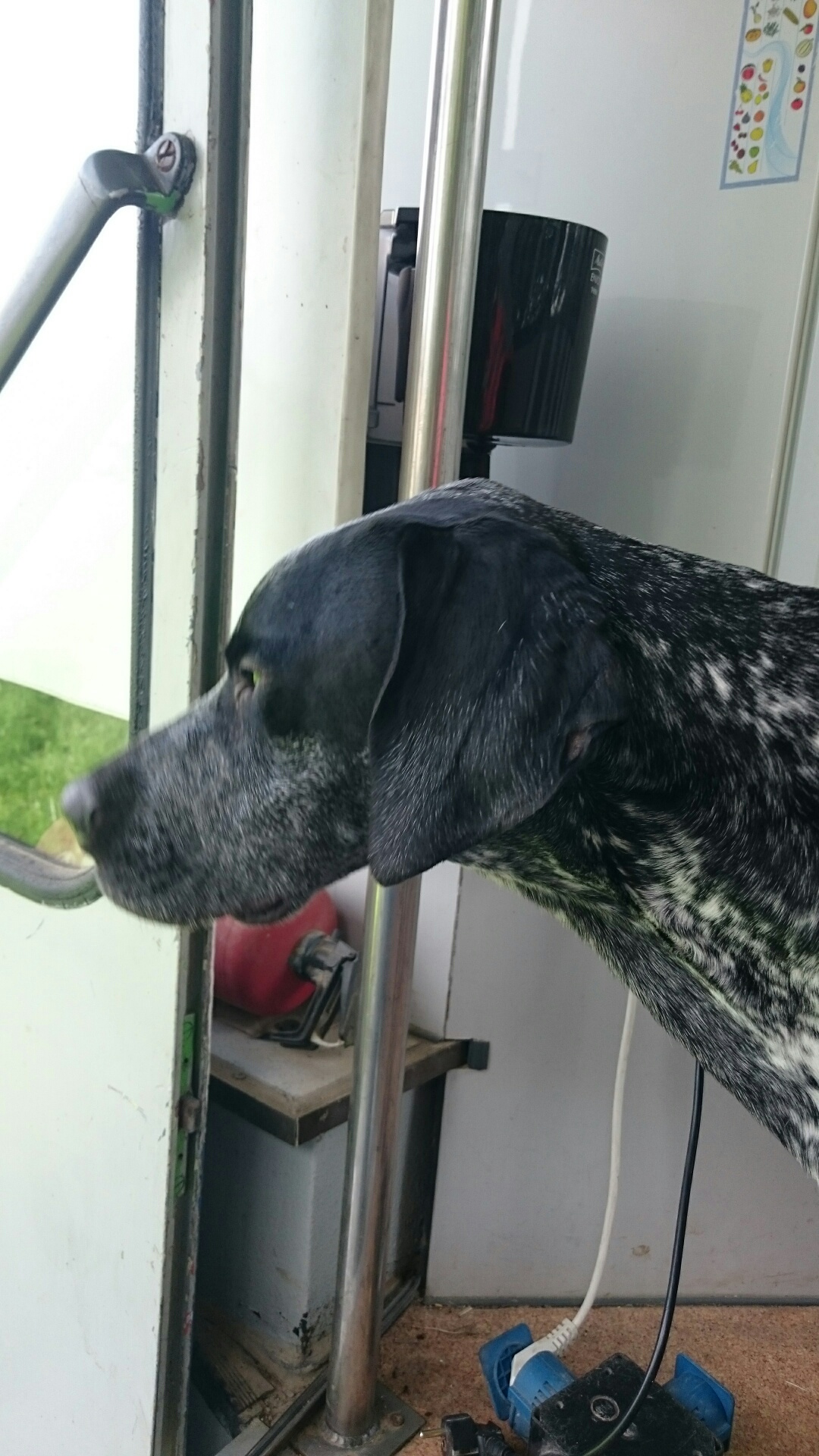 Pax in unserem "Wohn-Bus"