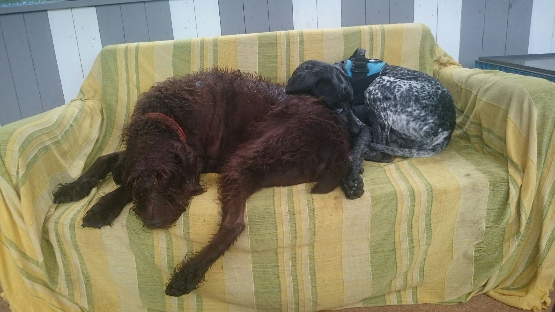 Schoko und Pax auf Kuschelkurs