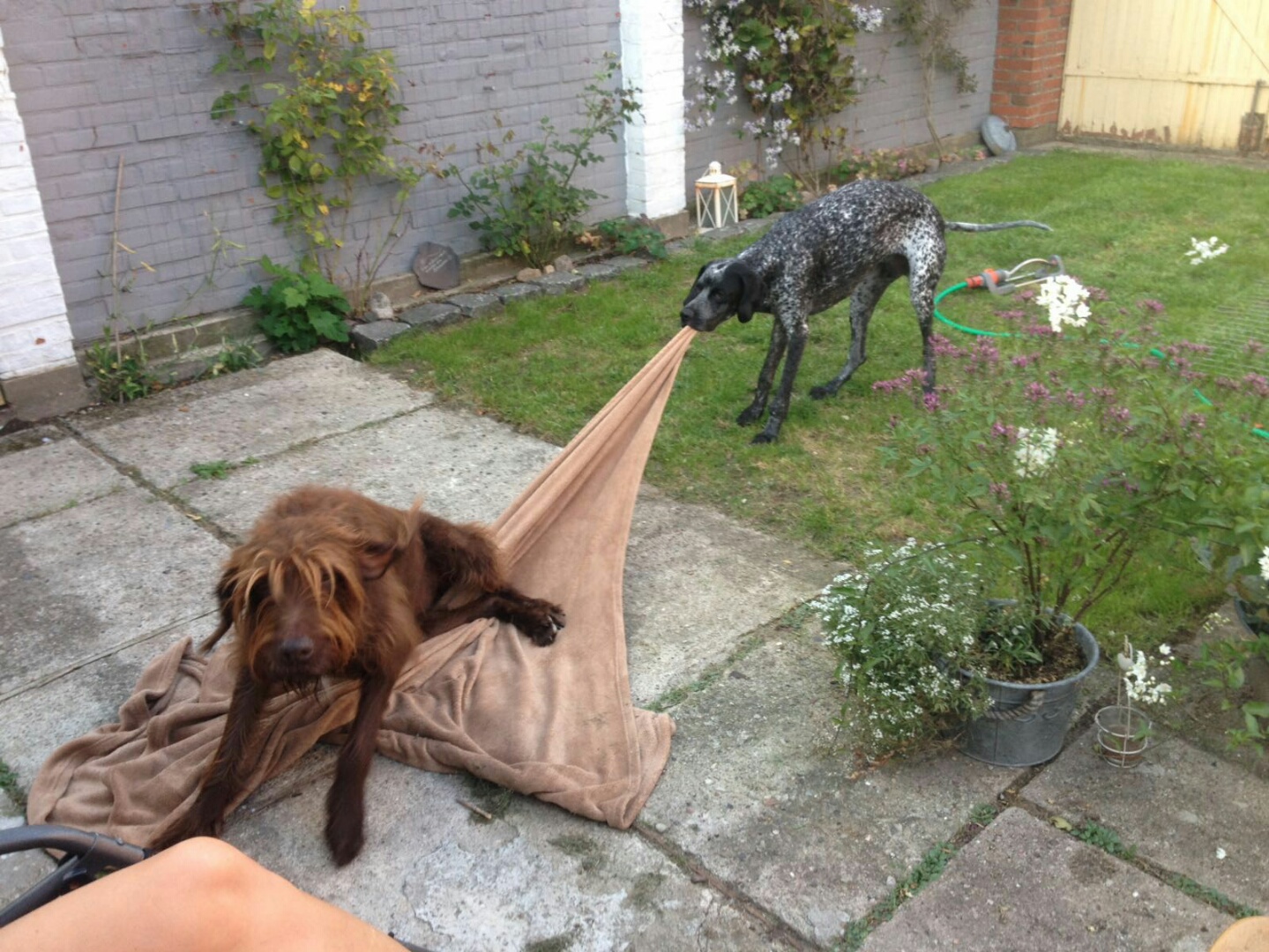 Pax klaut Schoko die Decke