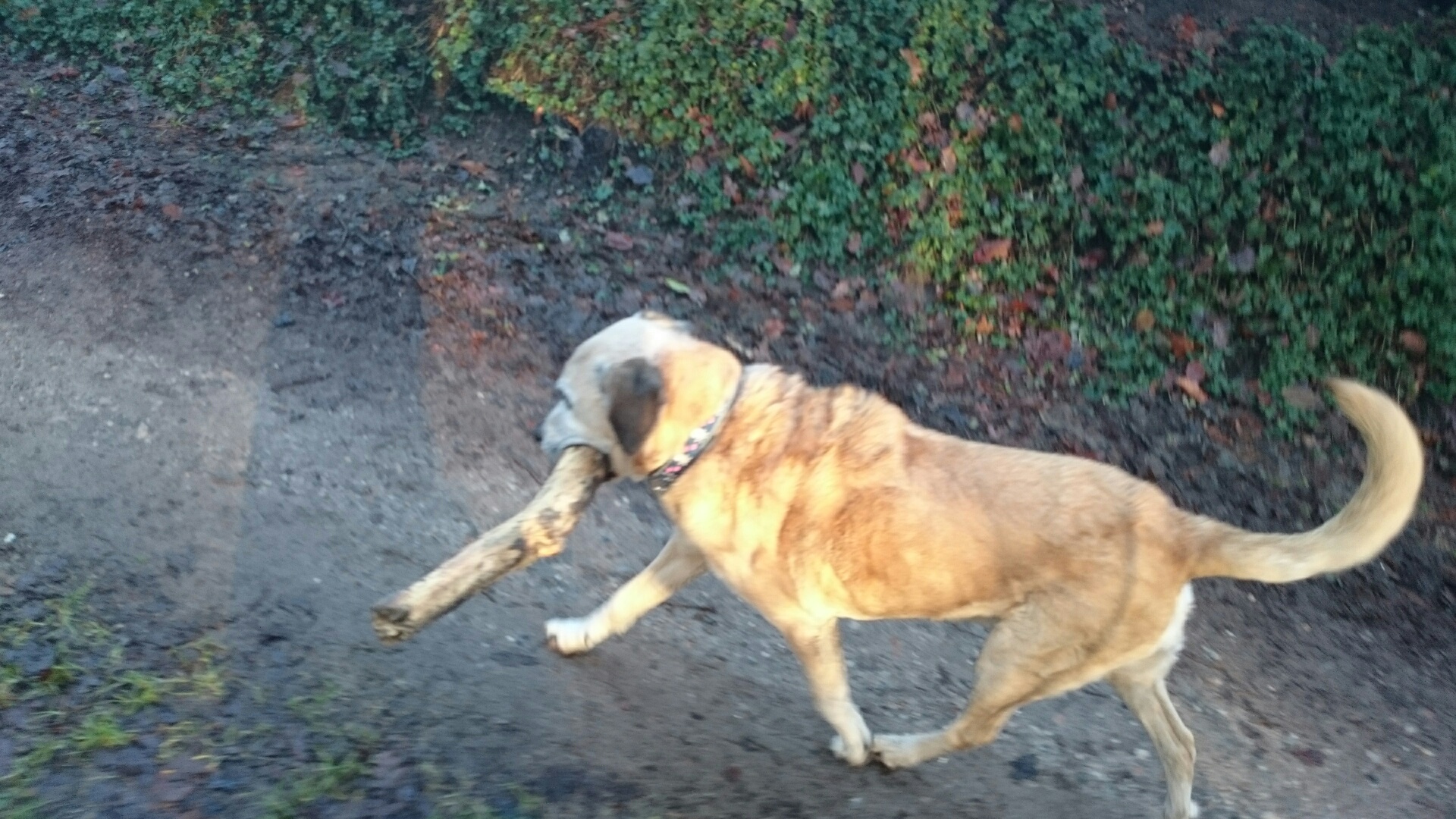 Neo sorgt für Feuerholz