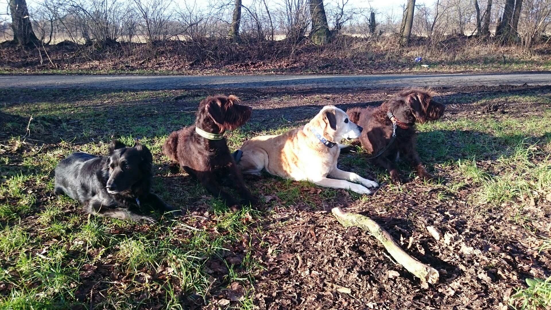 Das "alte" Rudel mit Tageskind Shally