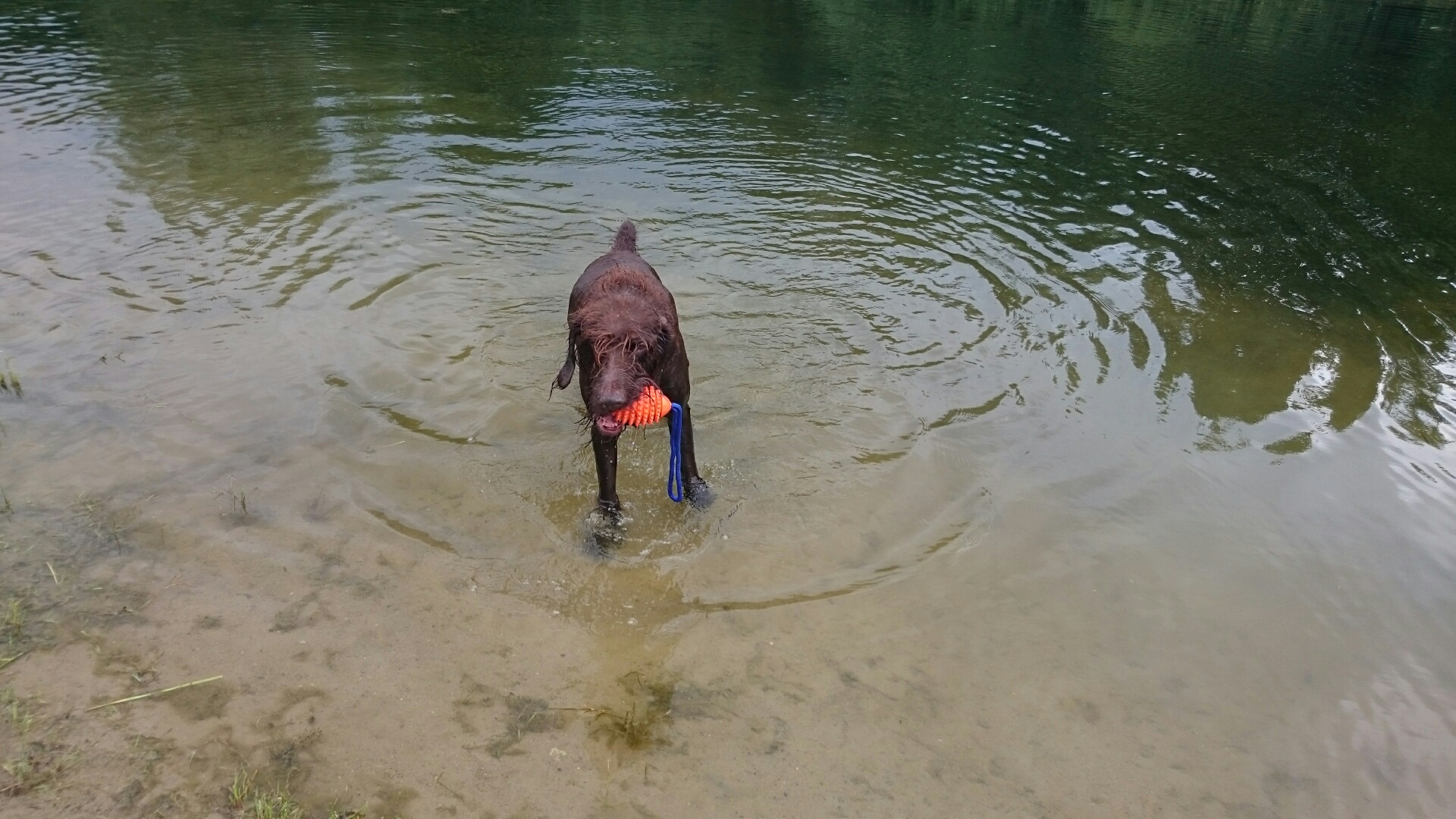 Schoko liebt Wasser in Kombi mit Ball