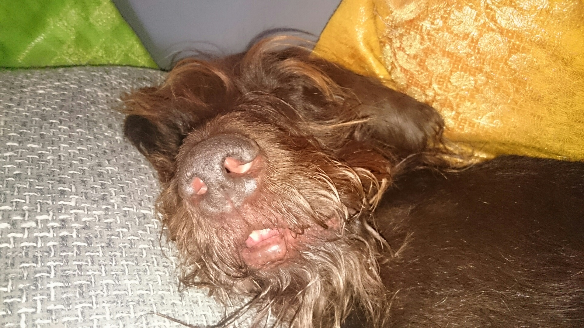 Ratte?? Schweinchen?? Schoko!!