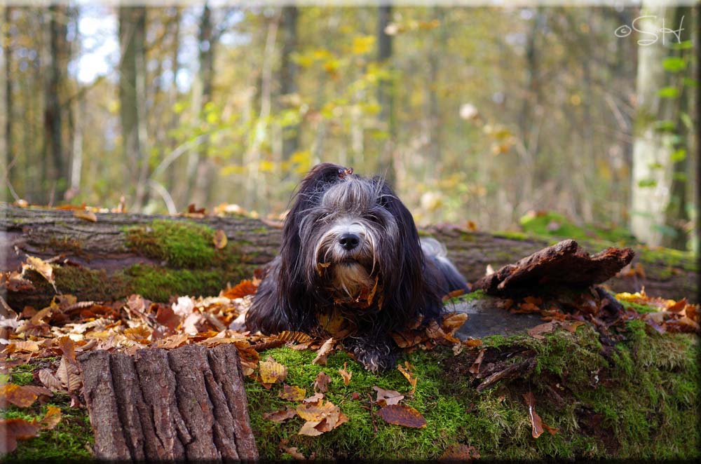 Herbst2