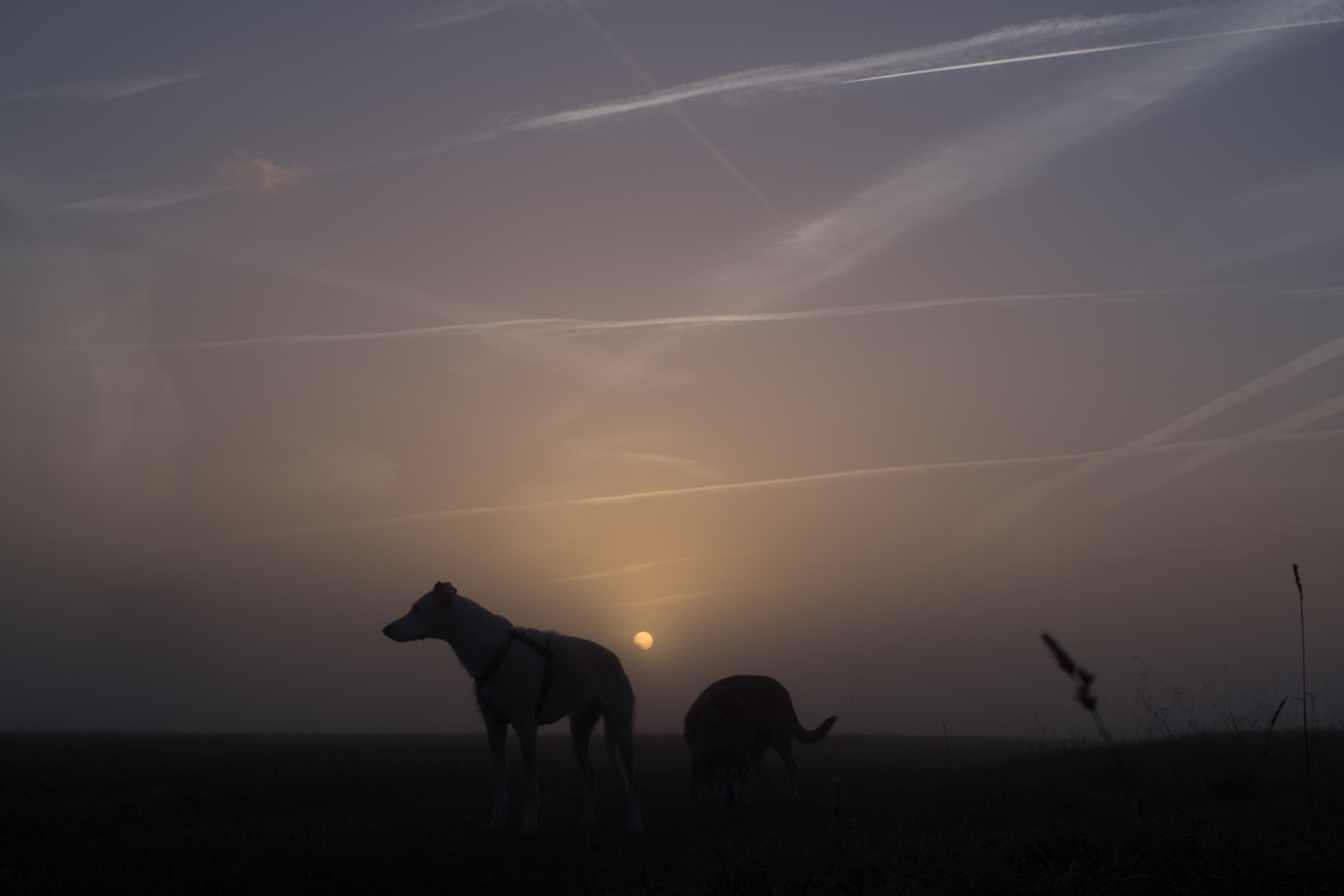 Sammi und Hazel im Herbstnebel
