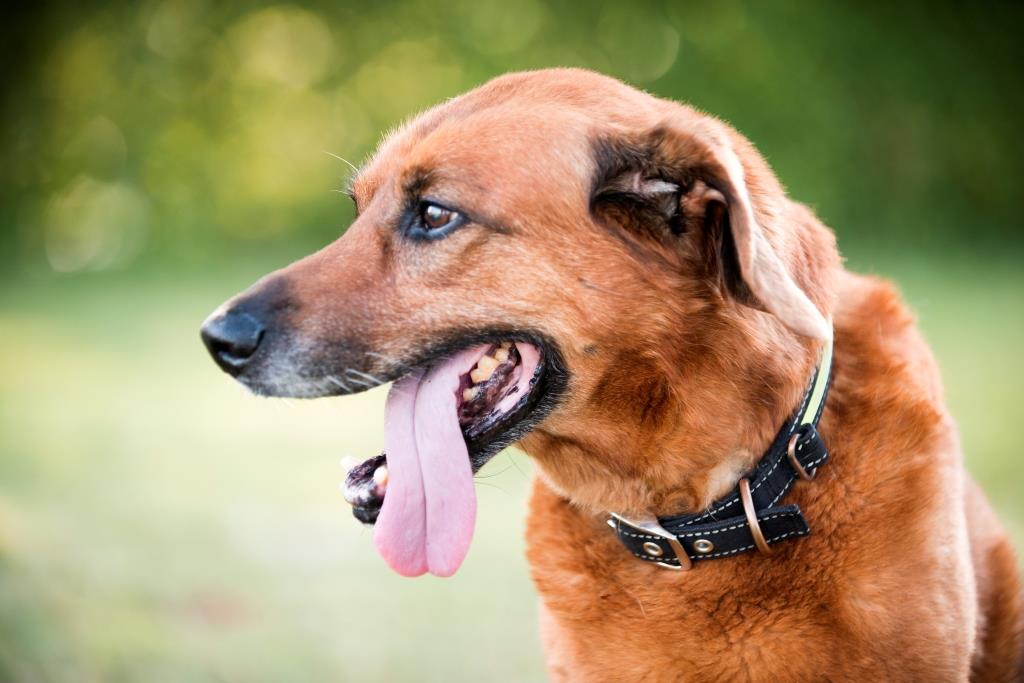 Timmy - unser Senior